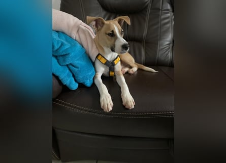 Paolo: unkomplizierter Anfängerhund