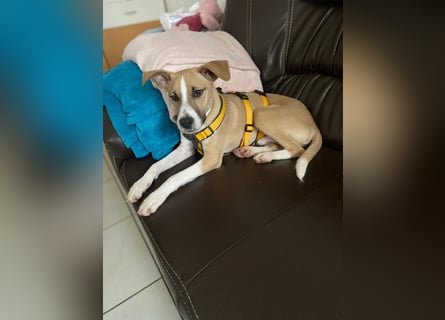 Paolo: unkomplizierter Anfängerhund