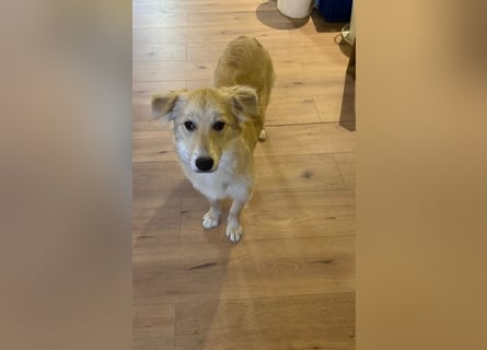 KIWI verliert leider ihr Zuhause - Hündin - geb. 08/2025 - ca. 50 cm