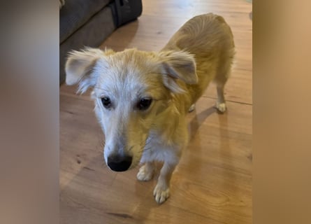 KIWI verliert leider ihr Zuhause - Hündin - geb. 08/2025 - ca. 50 cm