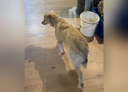 KIWI verliert leider ihr Zuhause - Hündin - geb. 08/2025 - ca. 50 cm