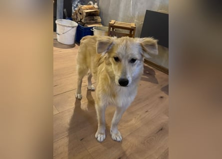 KIWI verliert leider ihr Zuhause - Hündin - geb. 08/2025 - ca. 50 cm