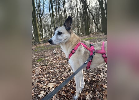 PALOMA wartet in 41379 Brüggen