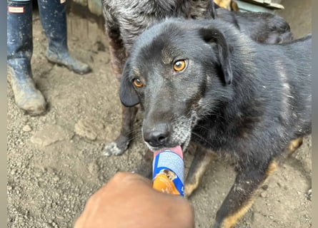 Nanook - ist ein lieber Schatz