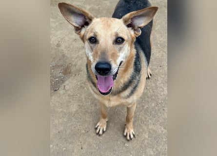 ROSALIE - unser toller Wonneproppen ROSALIE - unser toller Wonneproppen