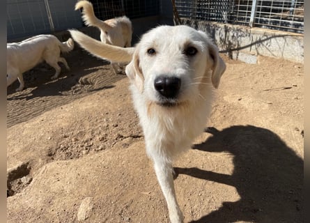 BONNY - der wahrscheinlich liebste Hund der Welt