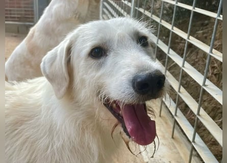 BONNY - der wahrscheinlich liebste Hund der Welt