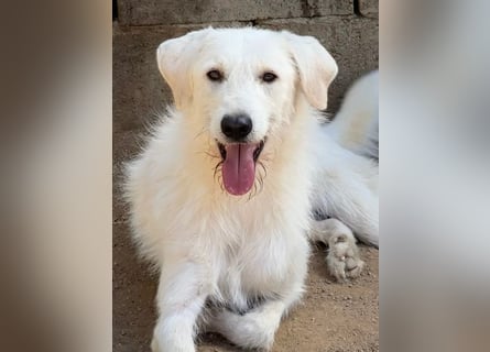 BONNY - der wahrscheinlich liebste Hund der Welt