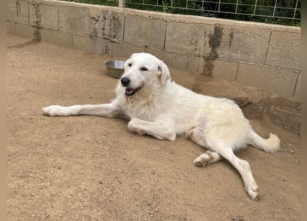 BONNY - der wahrscheinlich liebste Hund der Welt