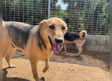 ROSALIE - unser toller Wonneproppen ROSALIE - unser toller Wonneproppen