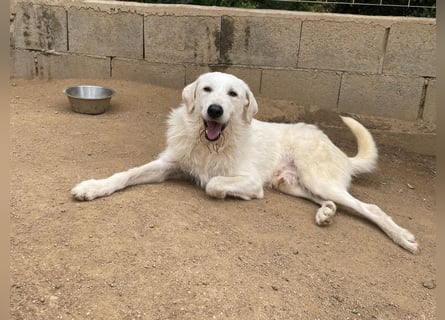 BONNY - der wahrscheinlich liebste Hund der Welt