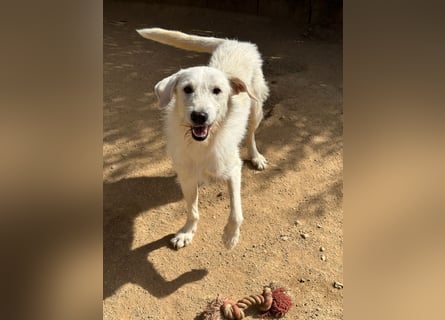 BONNY - der wahrscheinlich liebste Hund der Welt