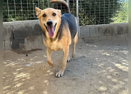 ROSALIE - unser toller Wonneproppen ROSALIE - unser toller Wonneproppen