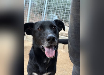 MIDA - der Stress im Rifugio ist zu viel für ihn