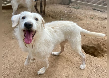 BONNY - der wahrscheinlich liebste Hund der Welt