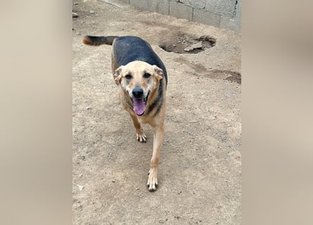 ROSALIE - unser toller Wonneproppen ROSALIE - unser toller Wonneproppen