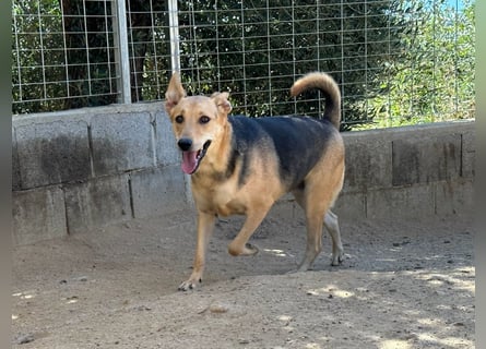 ROSALIE - unser toller Wonneproppen ROSALIE - unser toller Wonneproppen