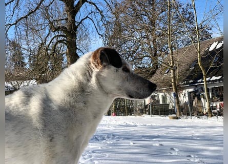 Ayla wartet in 50127 Bergheim