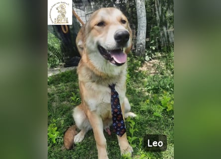 Leo – der kleine Beobachter mit großen Plänen!