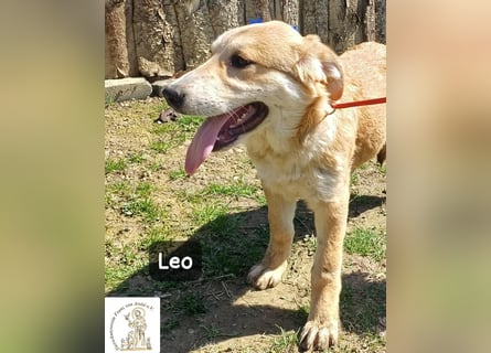 Leo – der kleine Beobachter mit großen Plänen!
