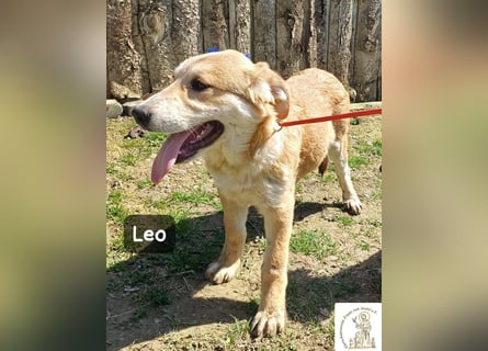 Leo – der kleine Beobachter mit großen Plänen!