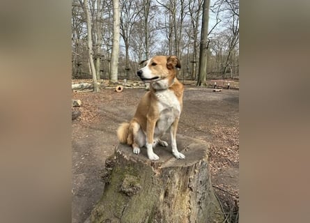 Sammy - sensibler und souveräner Rüde