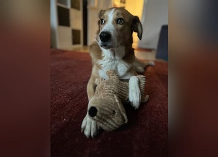 Sammy - sensibler und souveräner Rüde