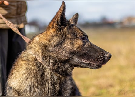 Batman, treuer Begleiter sucht Eure Stärke