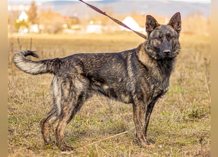 Batman, treuer Begleiter sucht Eure Stärke
