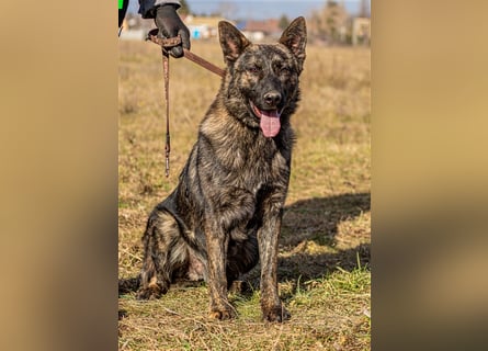 Batman, treuer Begleiter sucht Eure Stärke