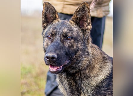 Batman, treuer Begleiter sucht Eure Stärke