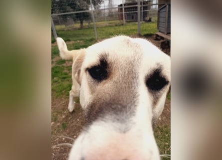 Süßer Fratz sucht Kuschelplatz