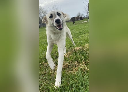 Süßer Fratz sucht Kuschelplatz