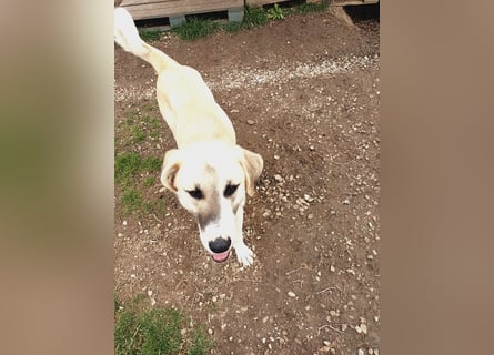 Süßer Fratz sucht Kuschelplatz