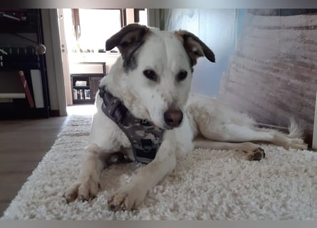 Letizia: Traumhund für sportliche Menschen