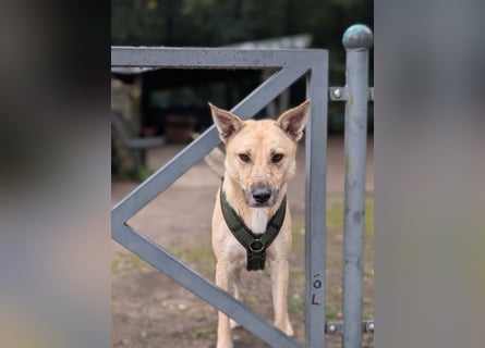 Henry sucht ein liebevolles Zuhause mit Ruhe und Verlässlichkeit