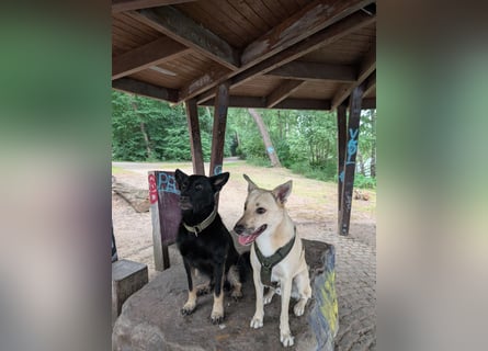 Henry sucht ein liebevolles Zuhause mit Ruhe und Verlässlichkeit