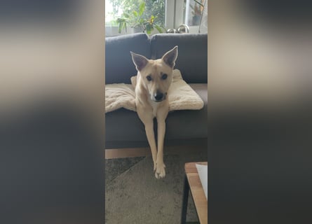 Henry sucht ein liebevolles Zuhause mit Ruhe und Verlässlichkeit