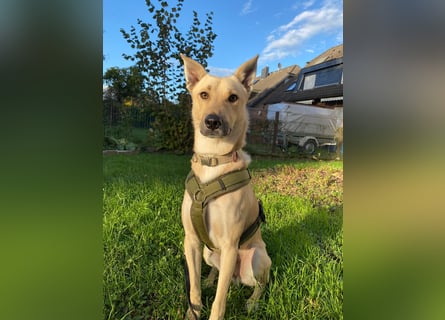 Henry sucht ein liebevolles Zuhause mit Ruhe und Verlässlichkeit