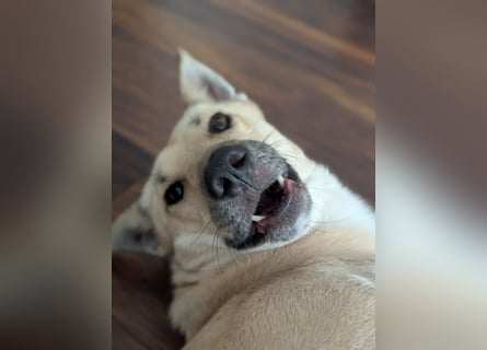 Henry sucht ein liebevolles Zuhause mit Ruhe und Verlässlichkeit