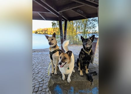 Henry sucht ein liebevolles Zuhause mit Ruhe und Verlässlichkeit