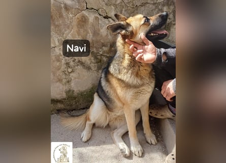 Navi – stark, sensibel, besonders – sucht ihr Gegenstück!