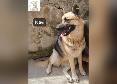 Navi – stark, sensibel, besonders – sucht ihr Gegenstück!