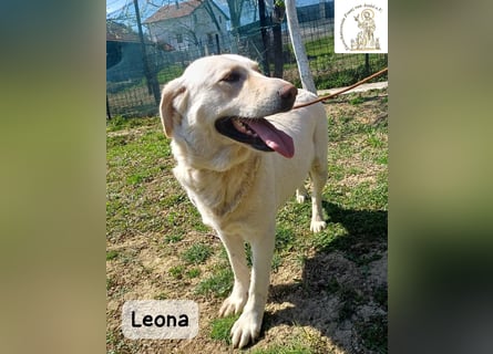 Leona – sanft, stark und bereit für ein neues Kapitel!