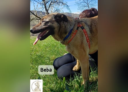 Beba – für Menschen, die das Echte suchen!