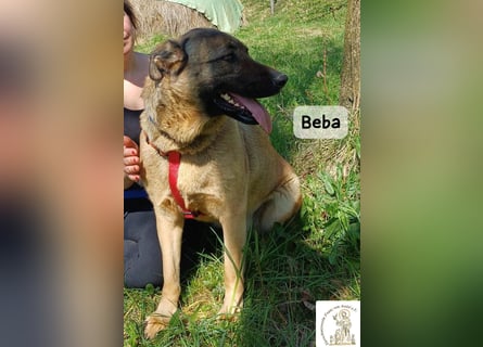 Beba – für Menschen, die das Echte suchen!