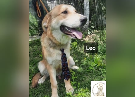 Leo – der kleine Beobachter mit großen Plänen!