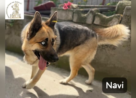Navi – stark, sensibel, besonders – sucht ihr Gegenstück!