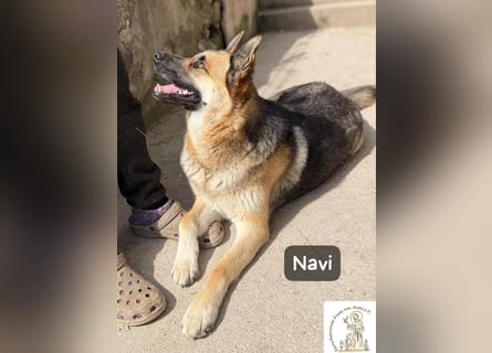 Navi – stark, sensibel, besonders – sucht ihr Gegenstück!