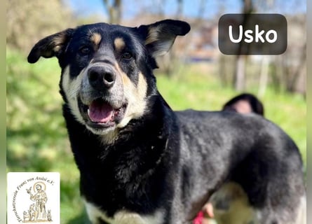 Usko – der, der lernen möchte, wie Leben wirklich geht!